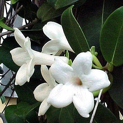Stephanotis floribunda Madagascar Jasmine