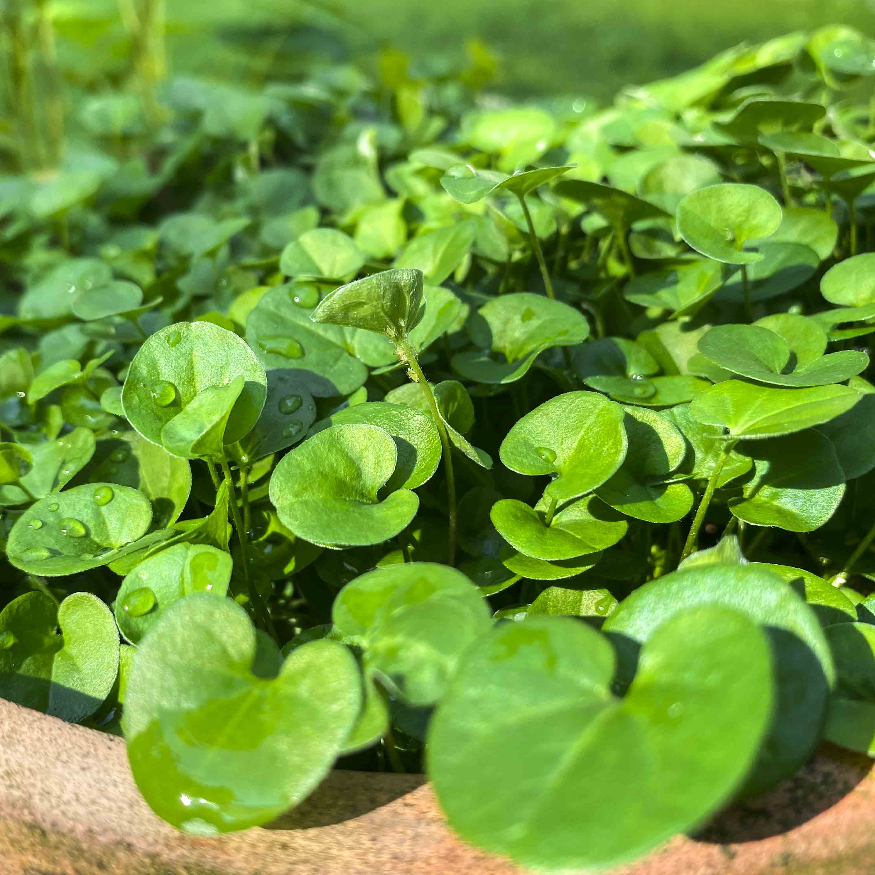 Dichondra Repens Herb Seeds for Planting – Heirloom, Non-GMO, Groundcover, Perennial