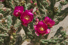 Cylindropuntia imbricata (Cholla)