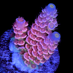 Superbird Acropora Coral - 800 Grown