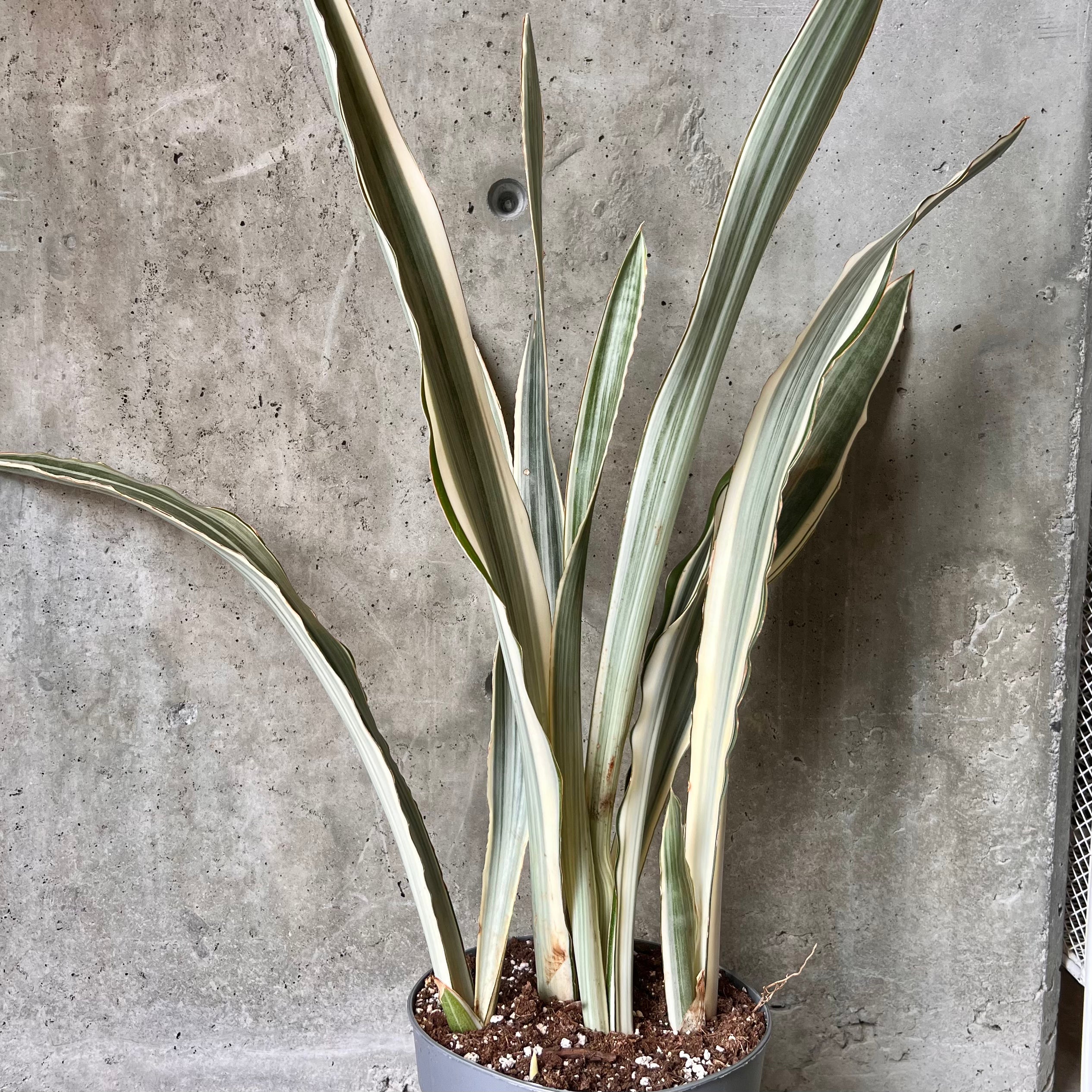 Sansevieria Sayuri