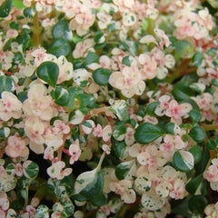 Pilea microphylla 'Variegata' ~ Variegated Pilea-ServeScape