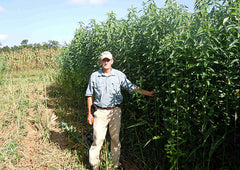 Sunn Hemp