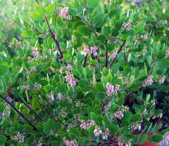 Arctostaphylos 'Austin Griffiths'