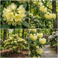Rhododendron Gelbe Blütensamen – Perfekt zum Pflanzen in Ihrem Garten