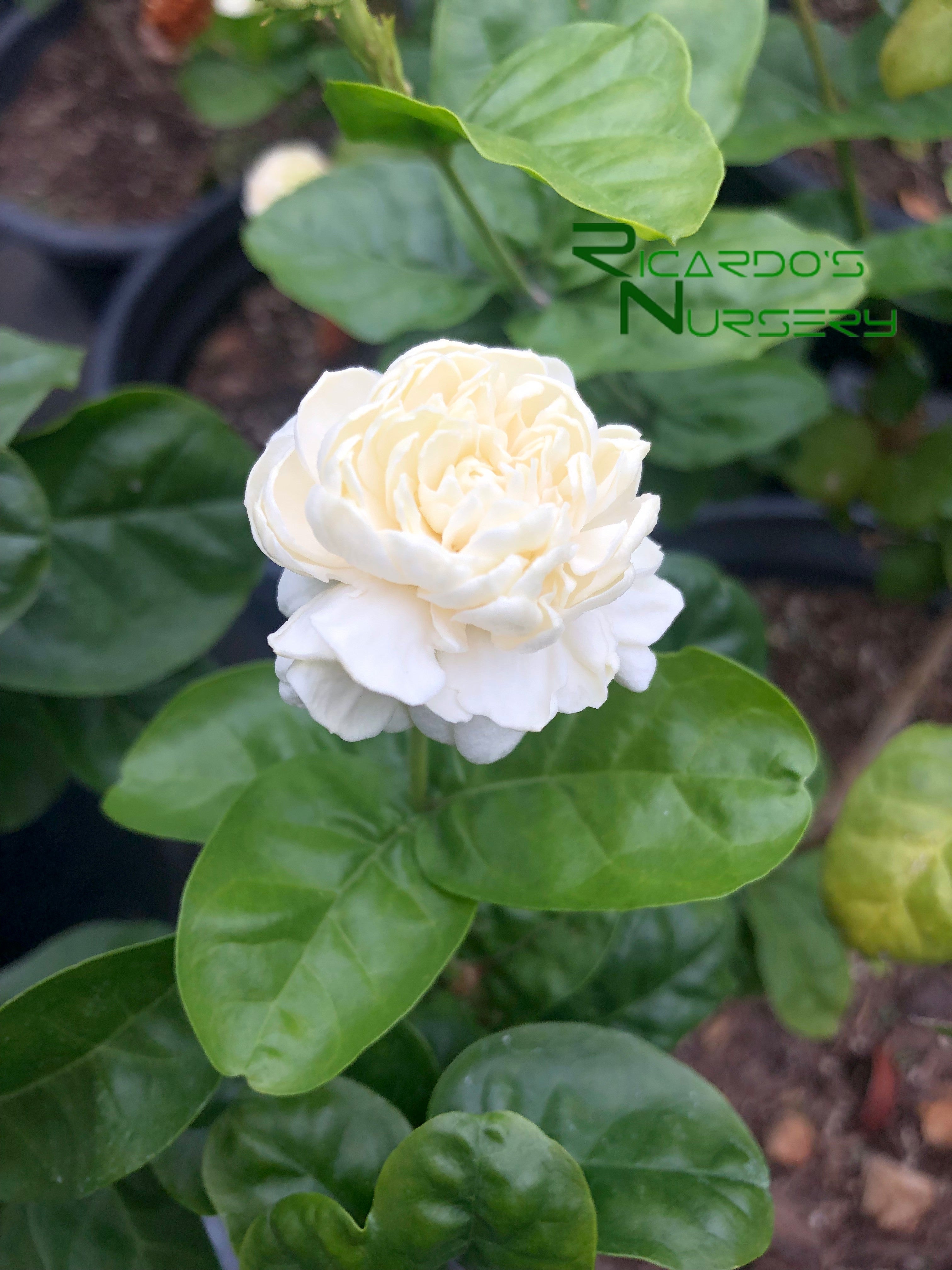 Jasminum sambac 'Grand Duke' (Grand Duke Arabian Jasmine)
