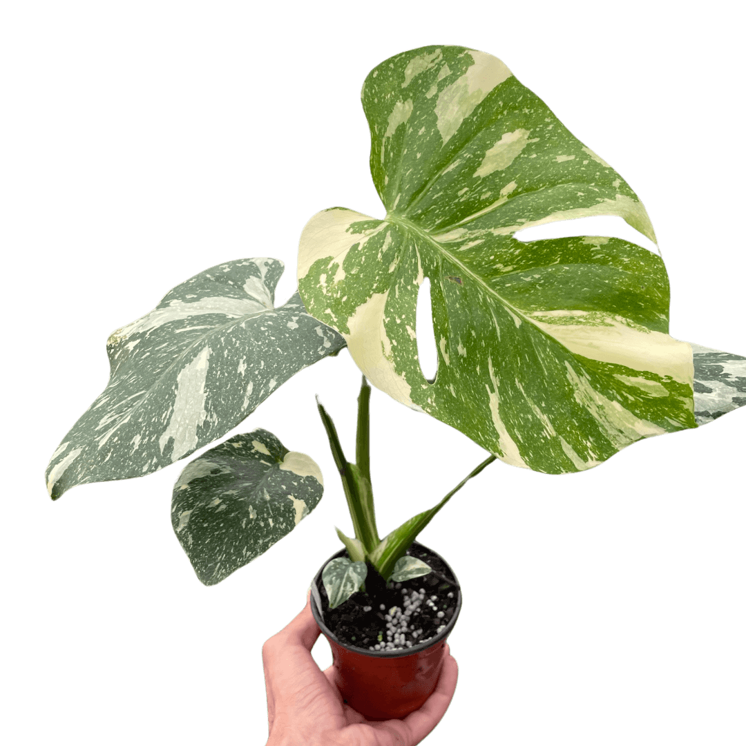 monstera-thai-constellation plant by All About Planties™