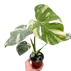 monstera-thai-constellation plant by All About Planties™