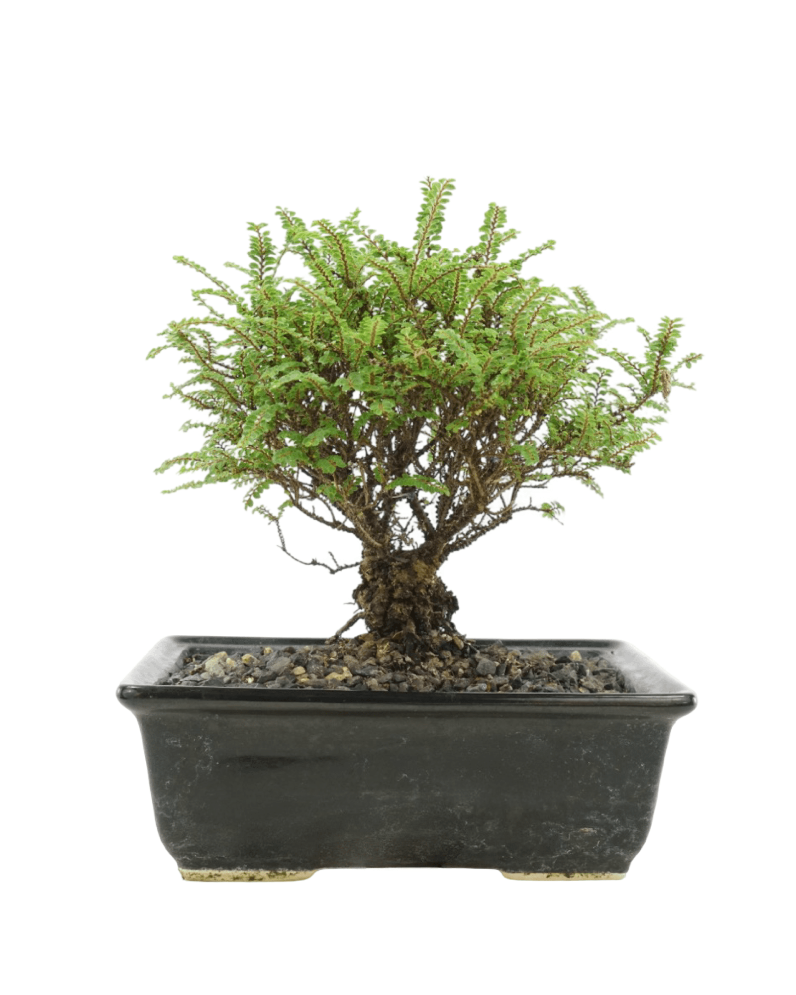 Ulmus parvifolia 'Hokkaido' 8 Inch Ceramic - Shrubs