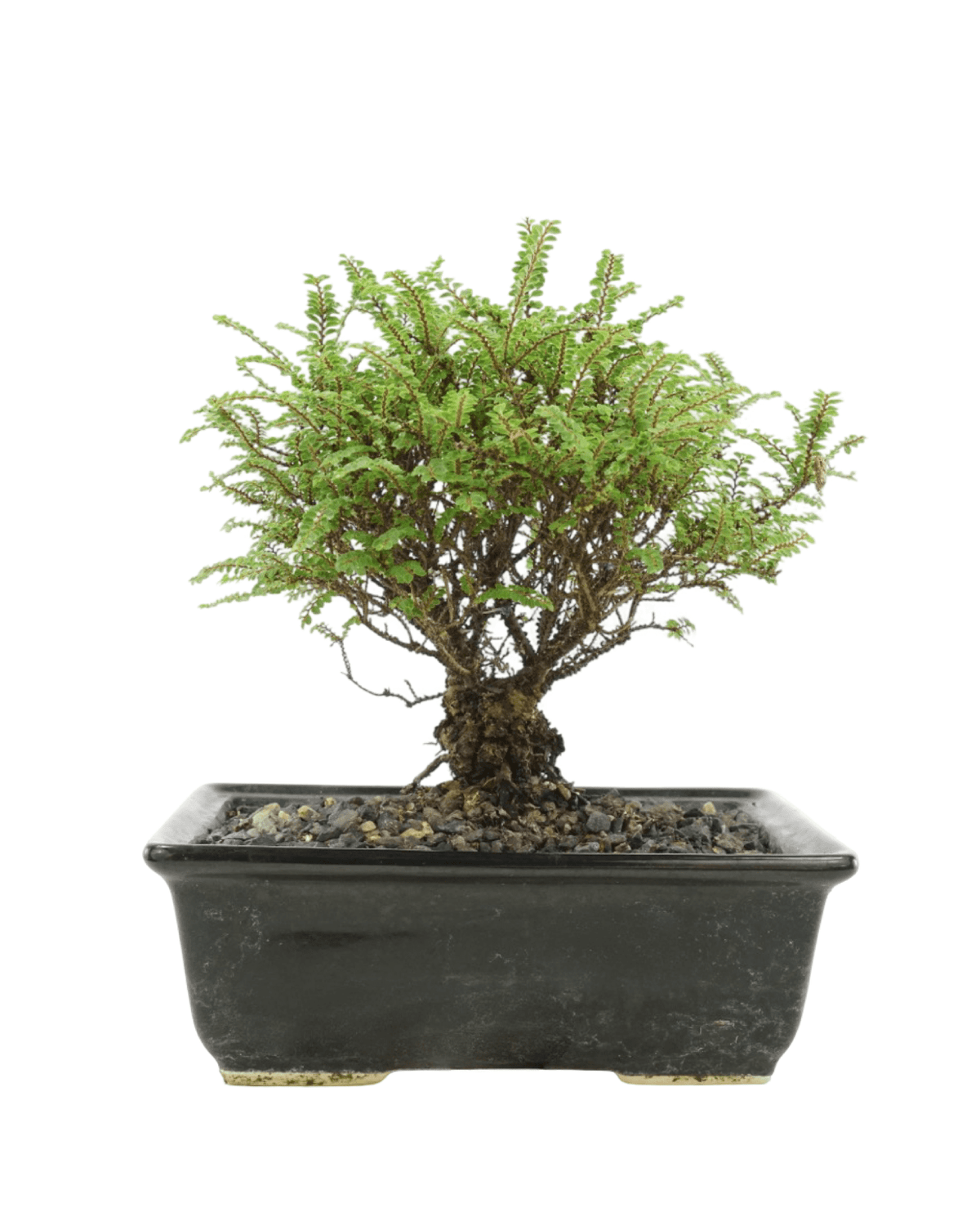 Ulmus parvifolia 'Hokkaido' 8 Inch Ceramic - Shrubs