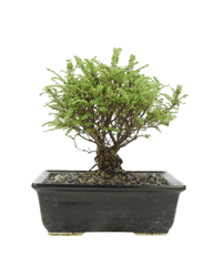 Ulmus parvifolia 'Hokkaido' 8 Inch Ceramic - Shrubs