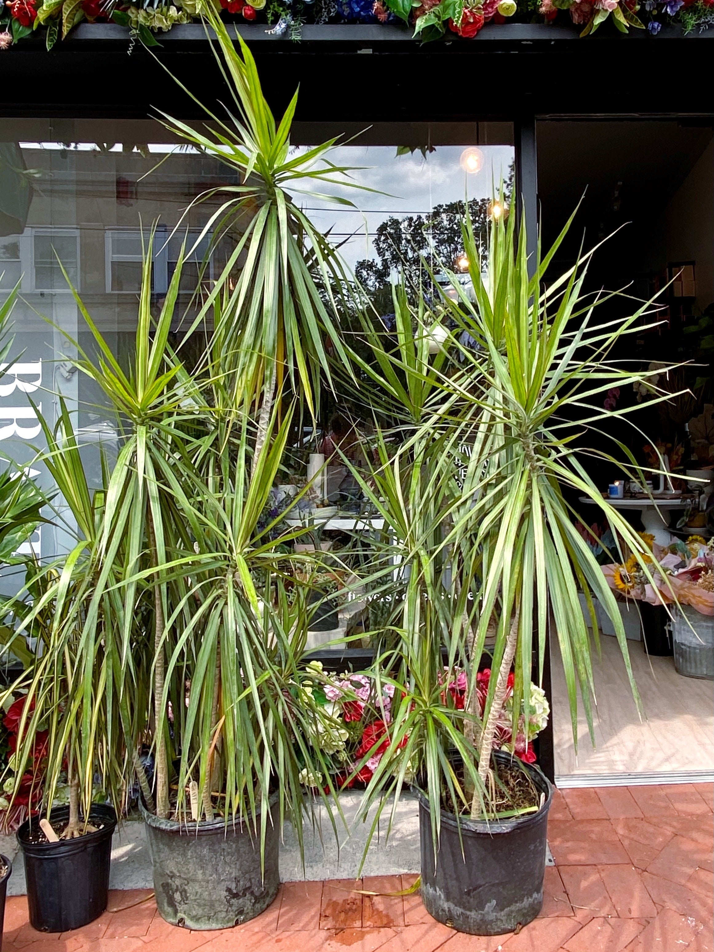 Dracaena Plant, Marginata Red Edge