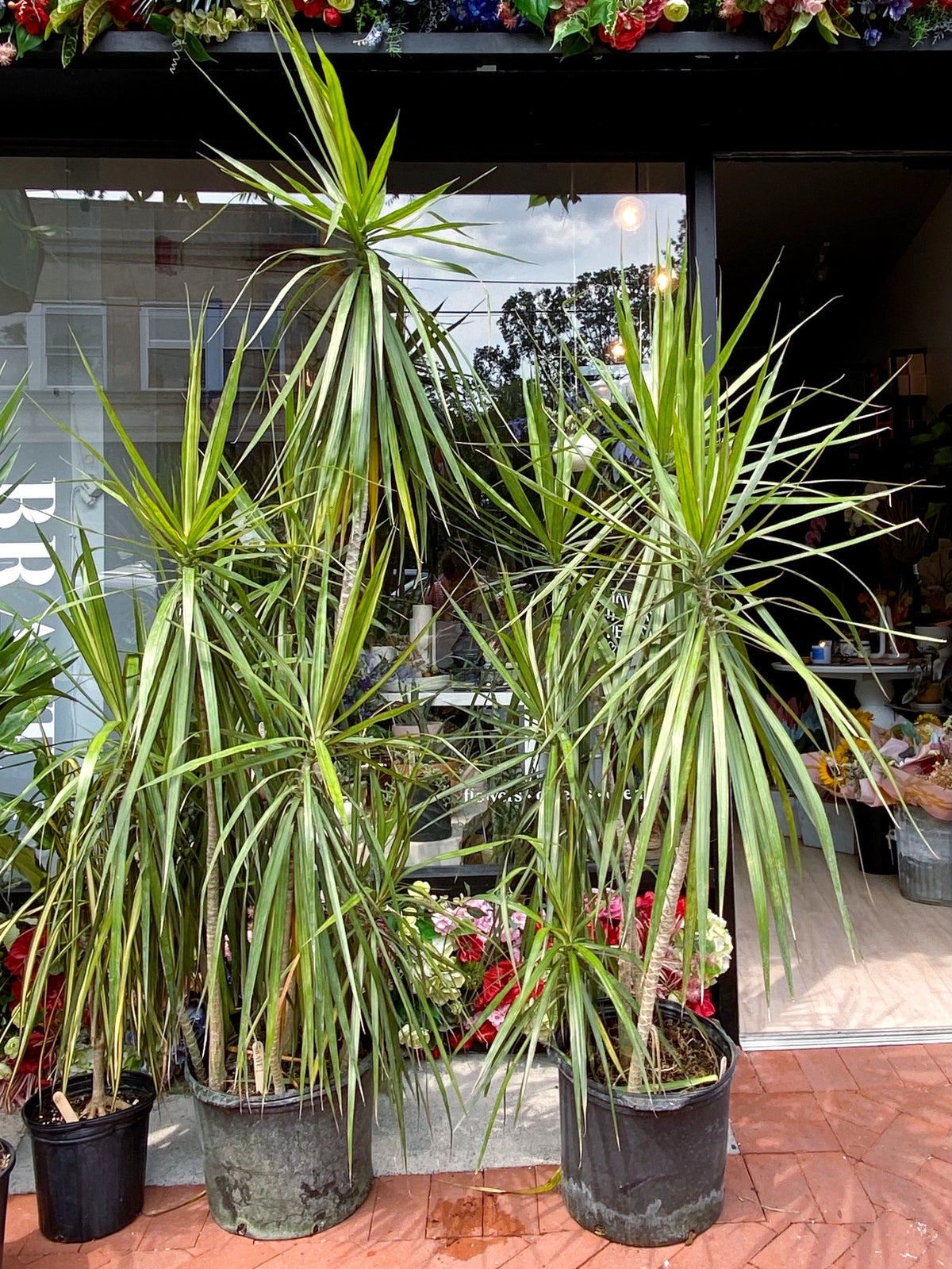 Dracaena Plant, Marginata Red Edge