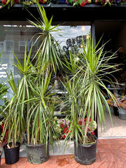 Dracaena Plant, Marginata Red Edge