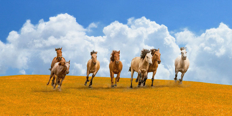 Herd of wild horses