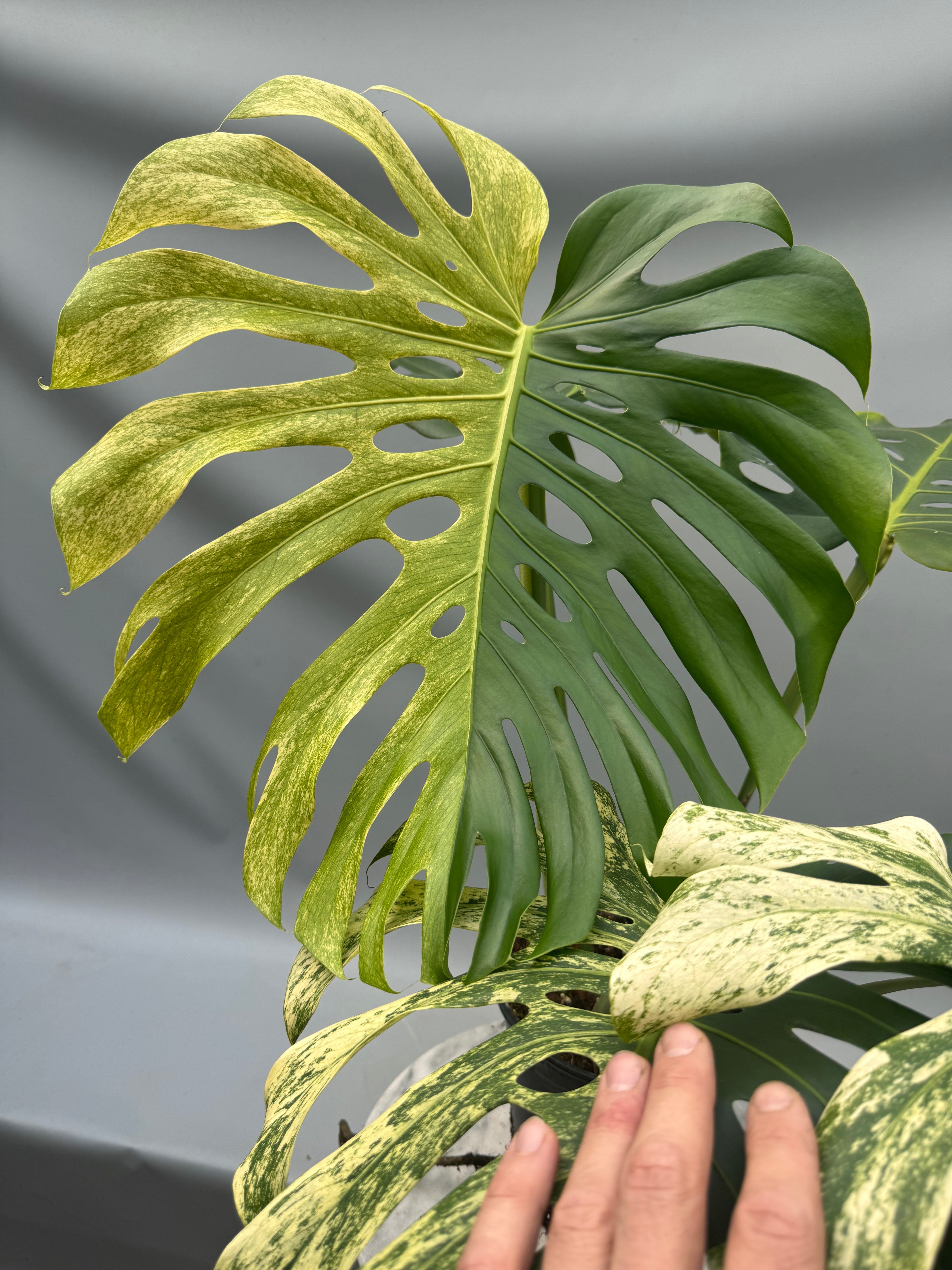 Monstera Full Mint deliciosa borsigiana Variegata XXL Half Moon(Nr 2)