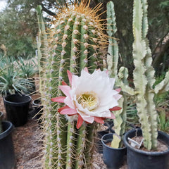 A tall Echinopsis terscheckii cactus with long yellow spines and a white-pink flower, surrounded by other cacti in black pots outdoors.
