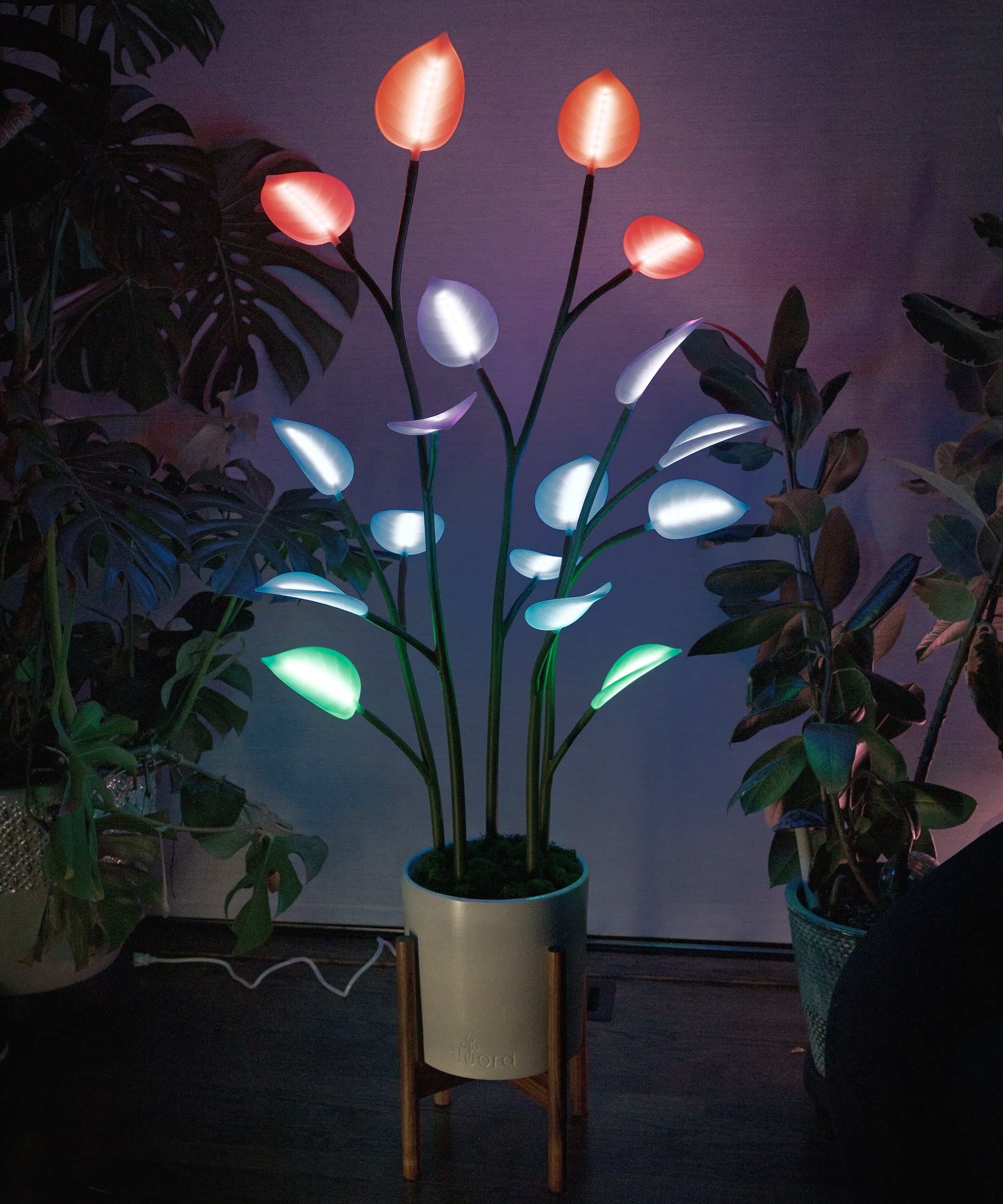 A houseplant, imbued with LED lights. An immersive smart light in the form of a houseplant. Brings your living room or bedroom to life.