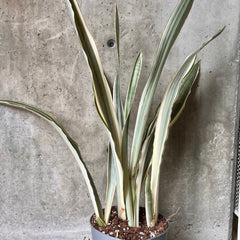 Sansevieria Sayuri