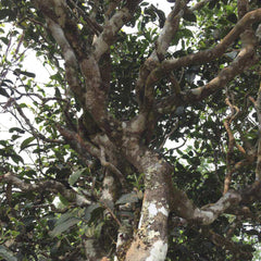 Yiwu 25 Years Aged Wild Ancient Tree Pu Erh