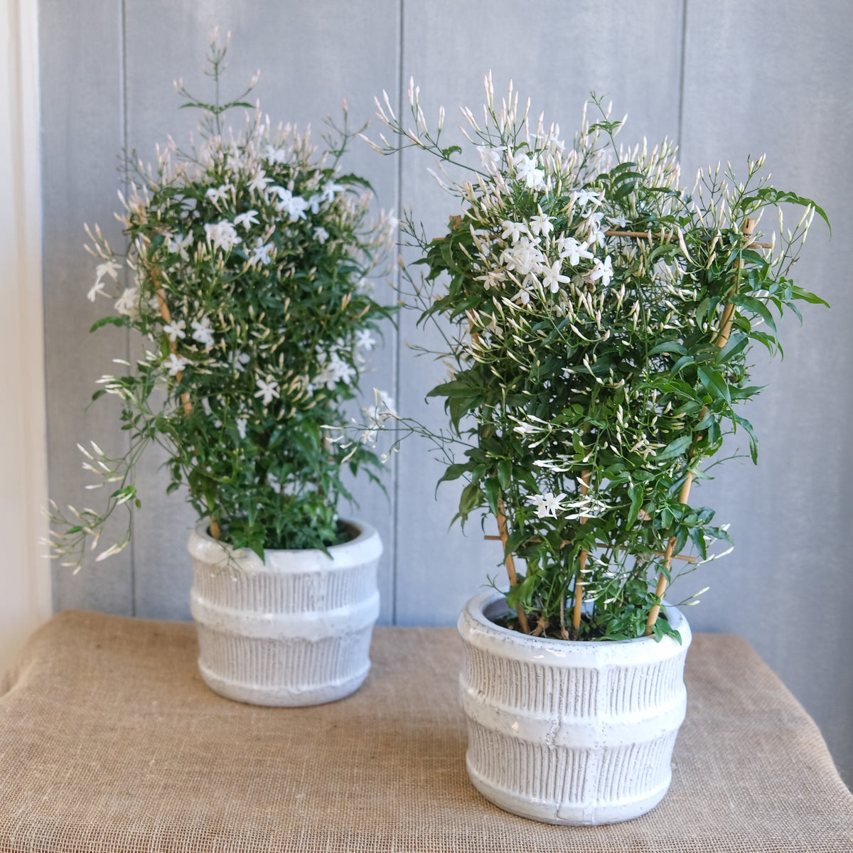 Potted Jasmine