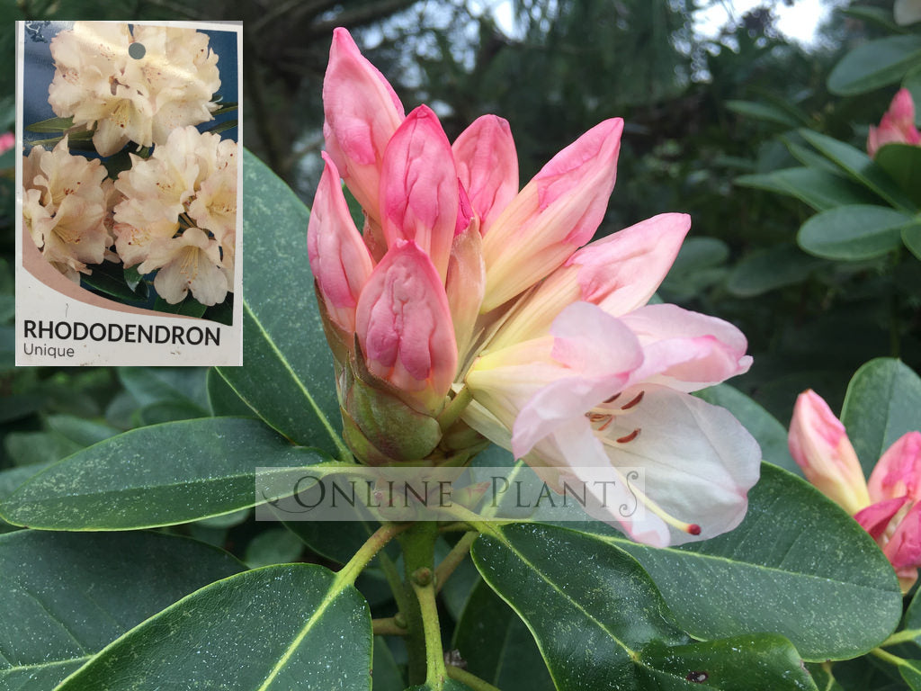 Rhododendron, Unique