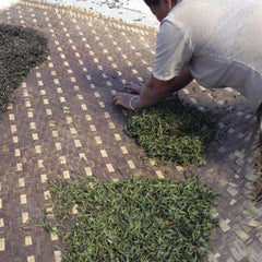 Yiwu 25 Years Aged Wild Ancient Tree Pu Erh