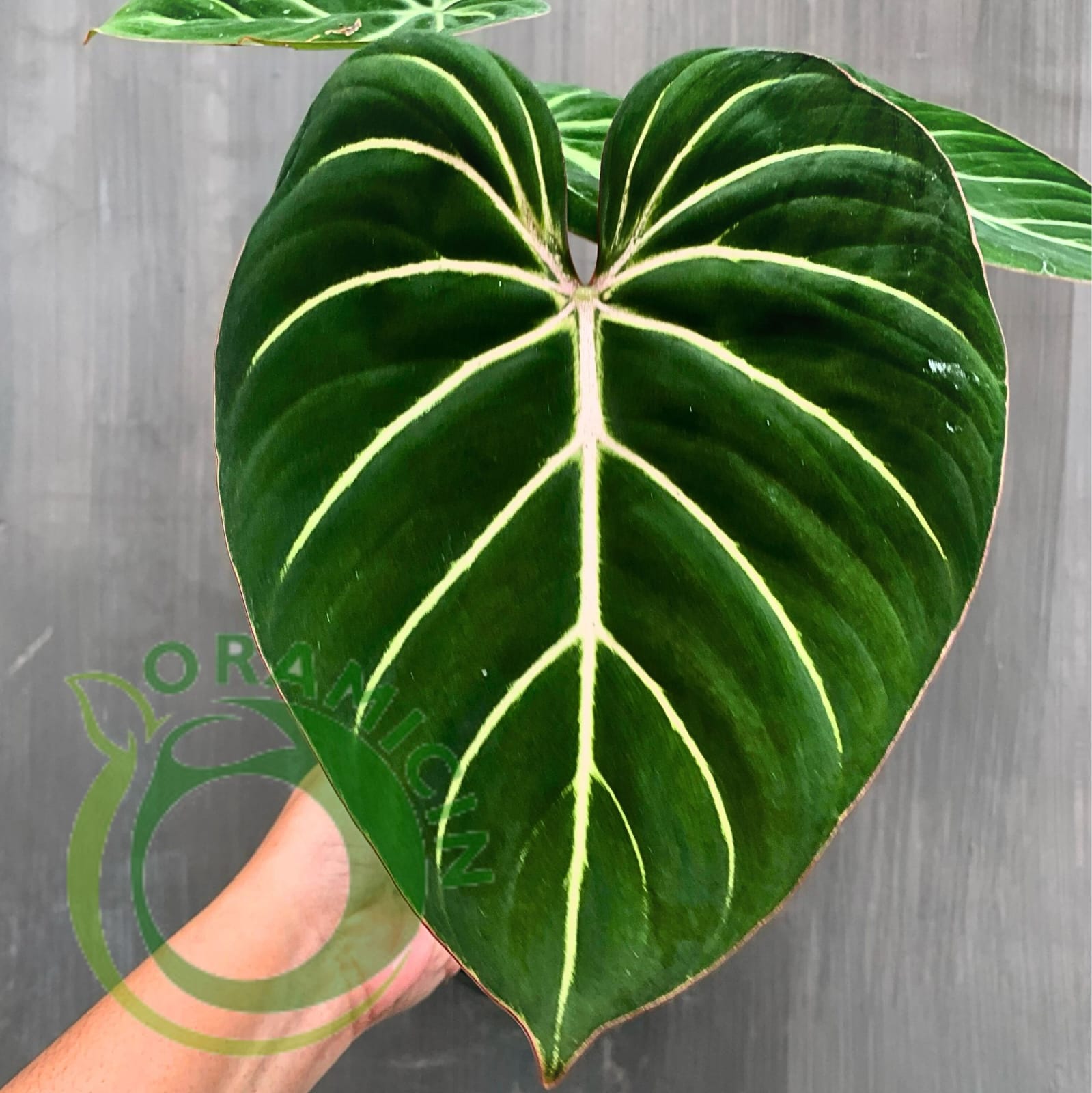 Philodendron Gloriosum White Vein