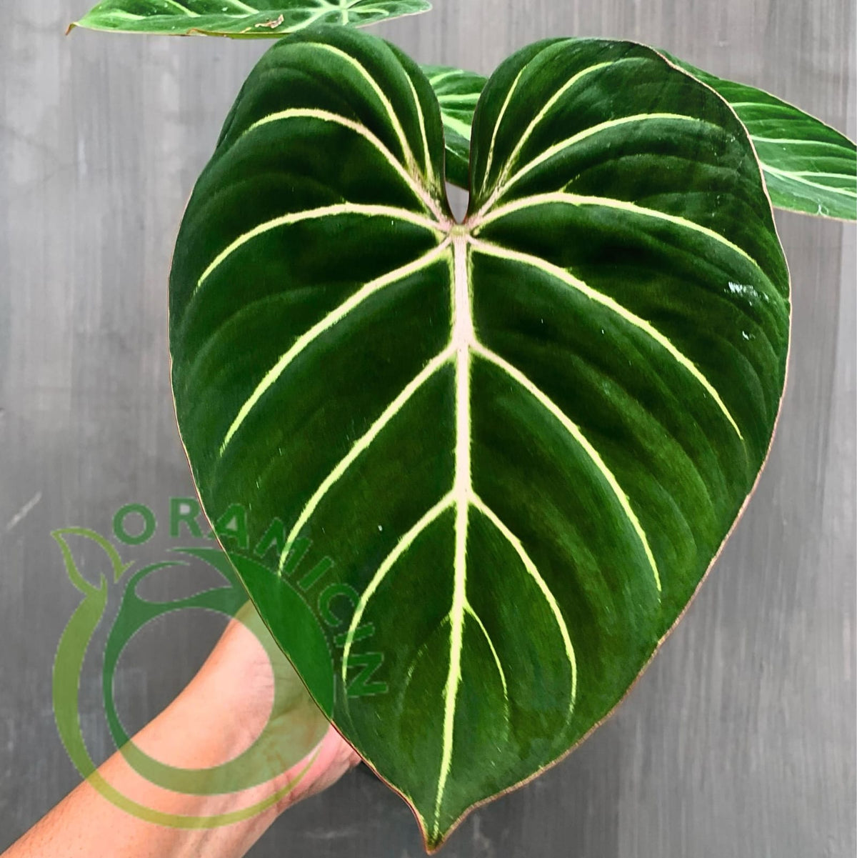 Philodendron Gloriosum White Vein