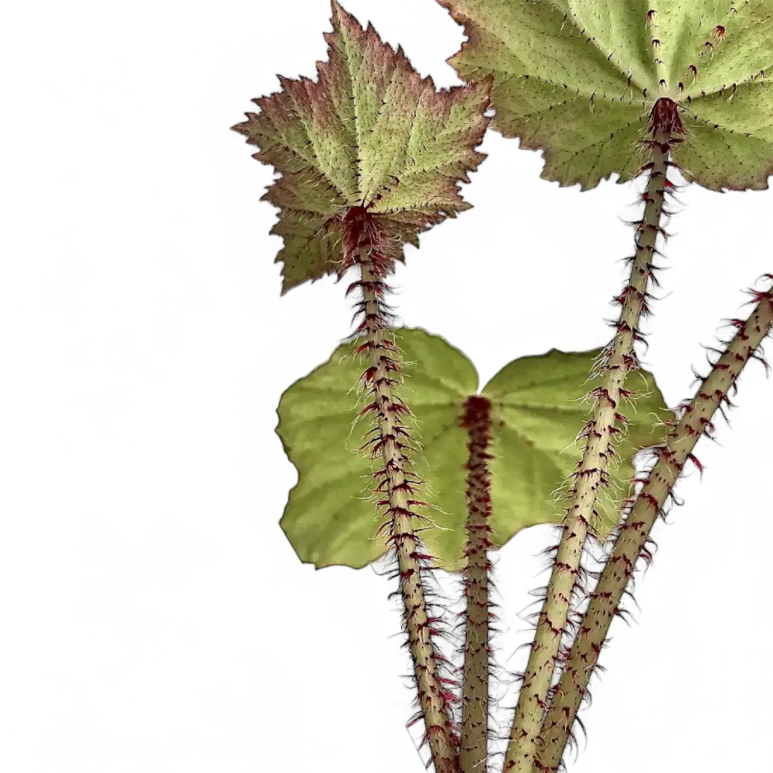 Begonia x ricinifolia ‘Immense’ – Blattdetail vor weißem Hintergrund..