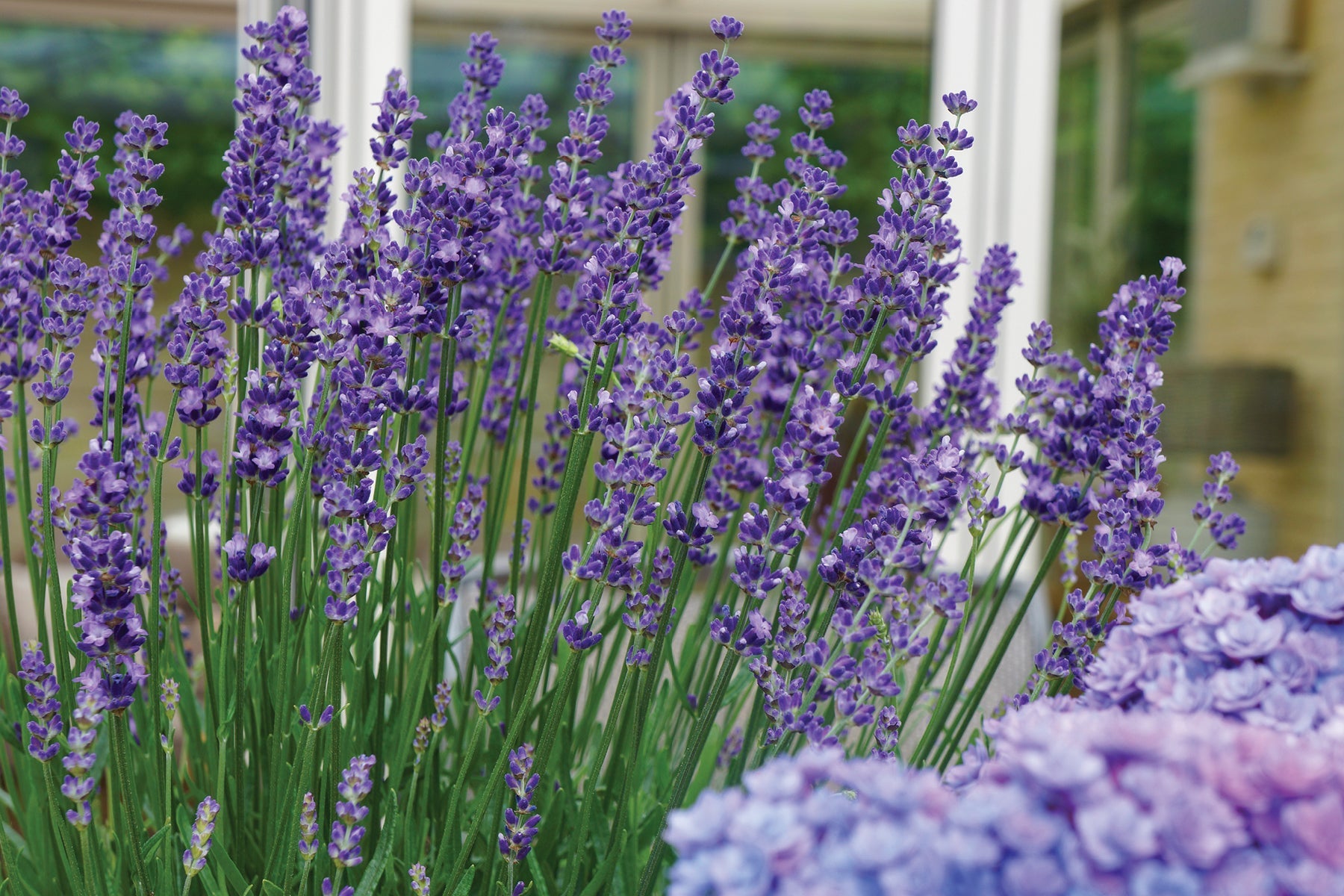 3-Pack Lavandula angustifolia 'Big Time Blue' Lavender Starter Plants. Larger Flowers. Loves Sun. Easy to Grow.
