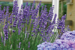 3-Pack Lavandula angustifolia 'Big Time Blue' Lavender Starter Plants. Larger Flowers. Loves Sun. Easy to Grow.