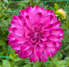 Bloomquist Vivian R