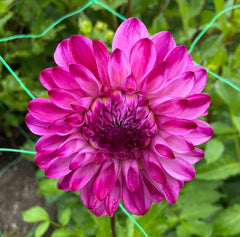 Bloomquist Vivian R