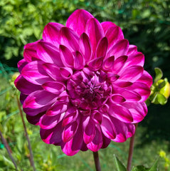 Bloomquist Vivian R