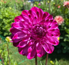 Bloomquist Vivian R