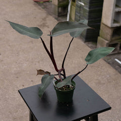 Gabriella Plants Philodendron Hybrid 4" Philodendron ‘Royal Queen’