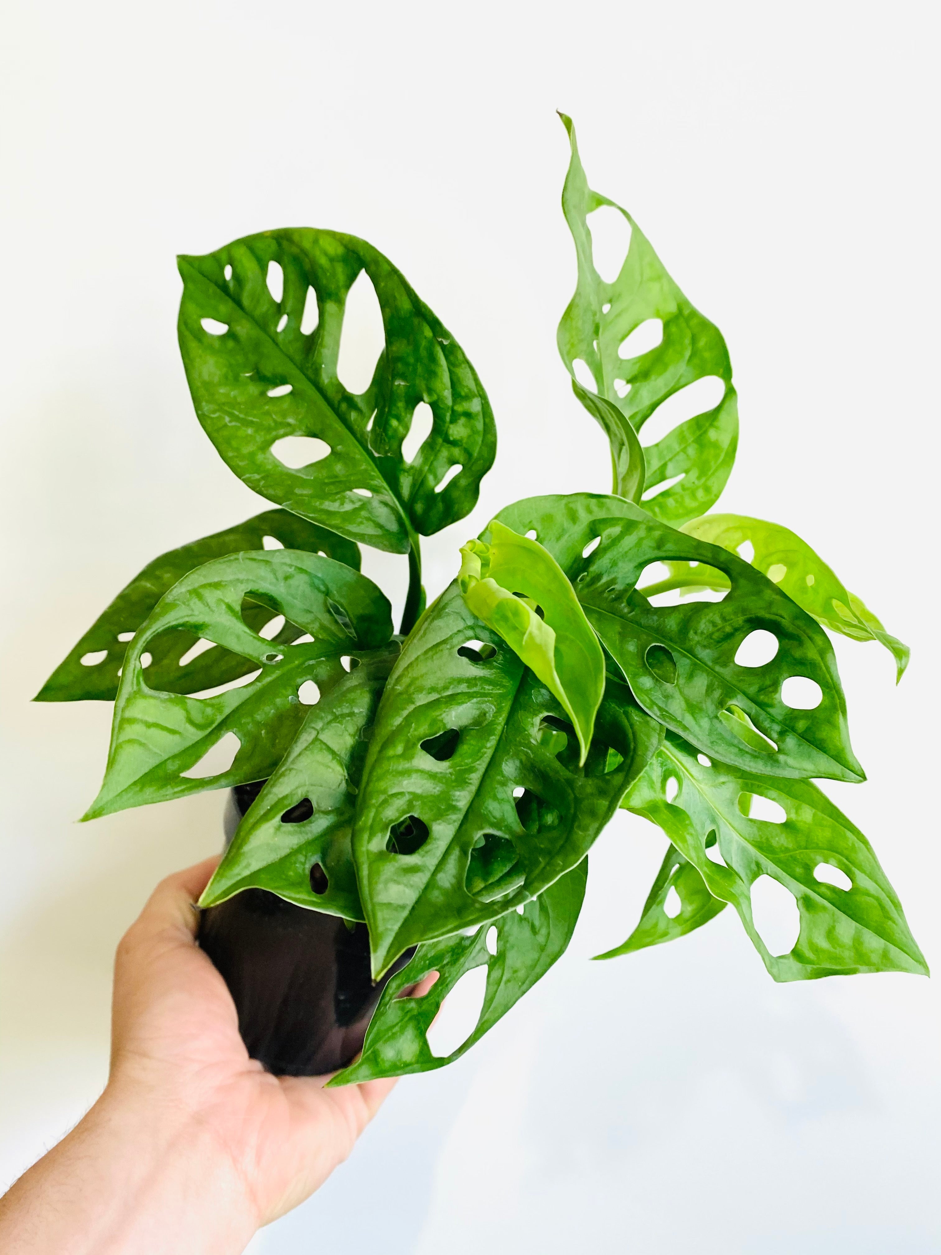 Monstera Adansonii 'Wide Form' - Swiss Cheese Plant - 6" Pot