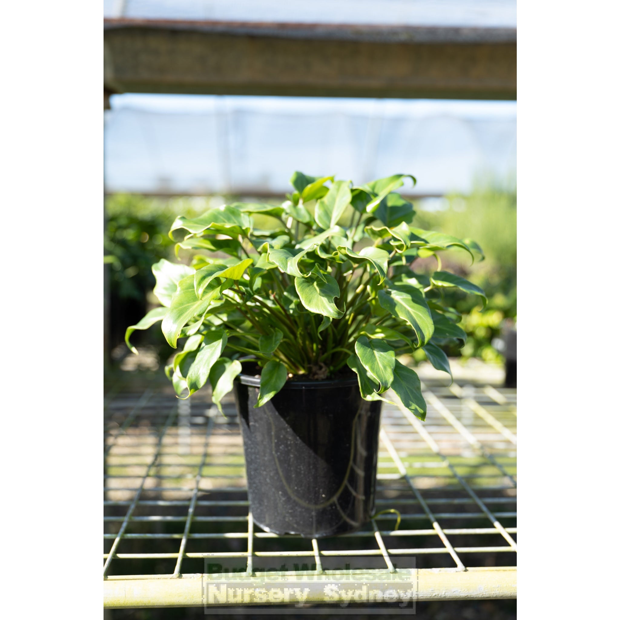 Philodendron Xanadu 200Mm Pots. Plants