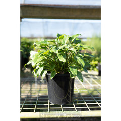 Philodendron Xanadu 200Mm Pots. Plants