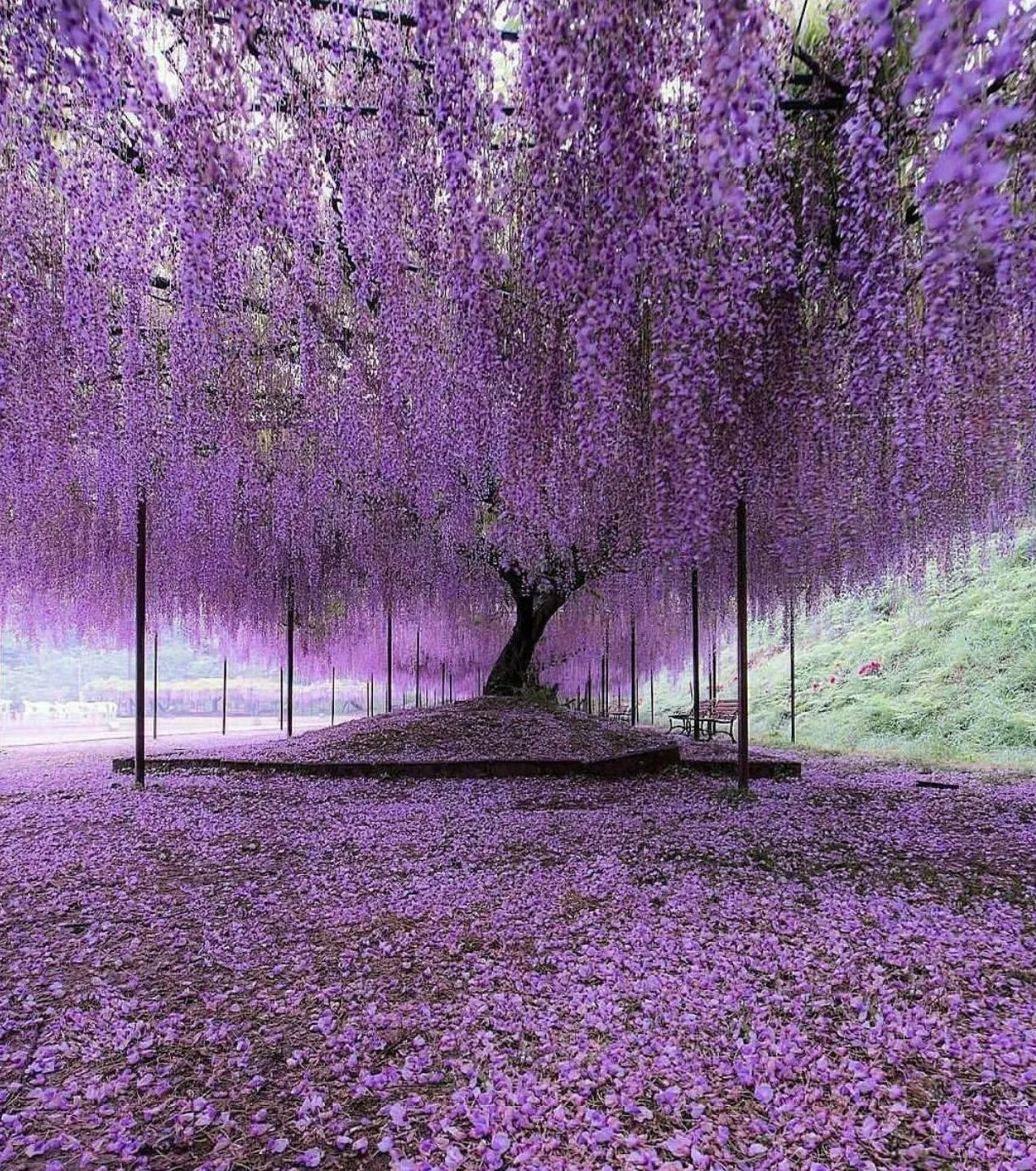 Purple Wisteria Tree 6-12" Tall Live Plant 2.5" Pot Wisteria sinensis