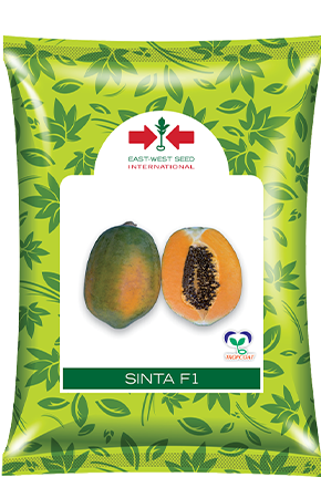 Pouch of East-West Seed Sinta F1 papaya seeds with green leaves on a white background