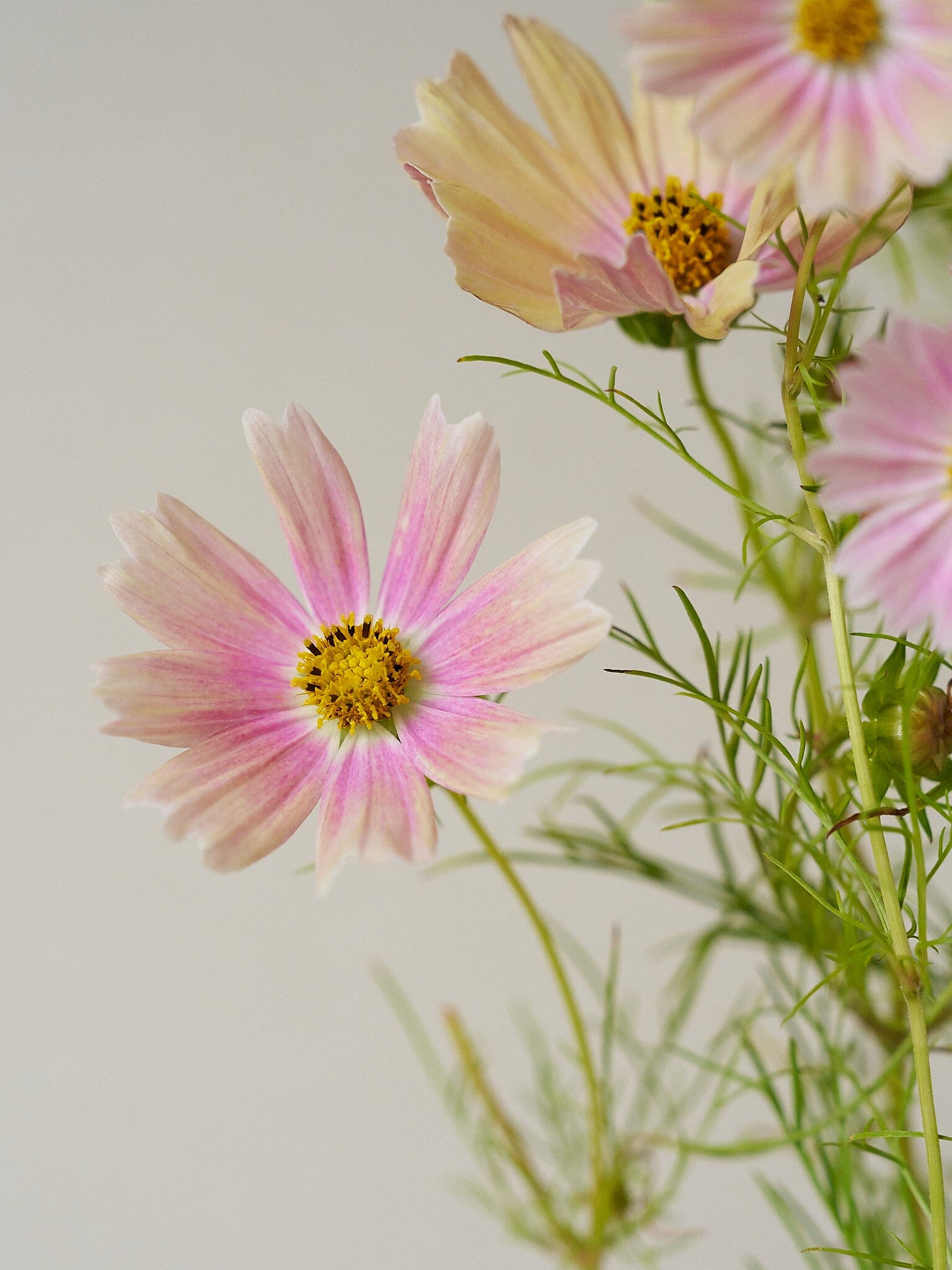 Stolt Kavaler 'Apricot Lemonade' Seed 