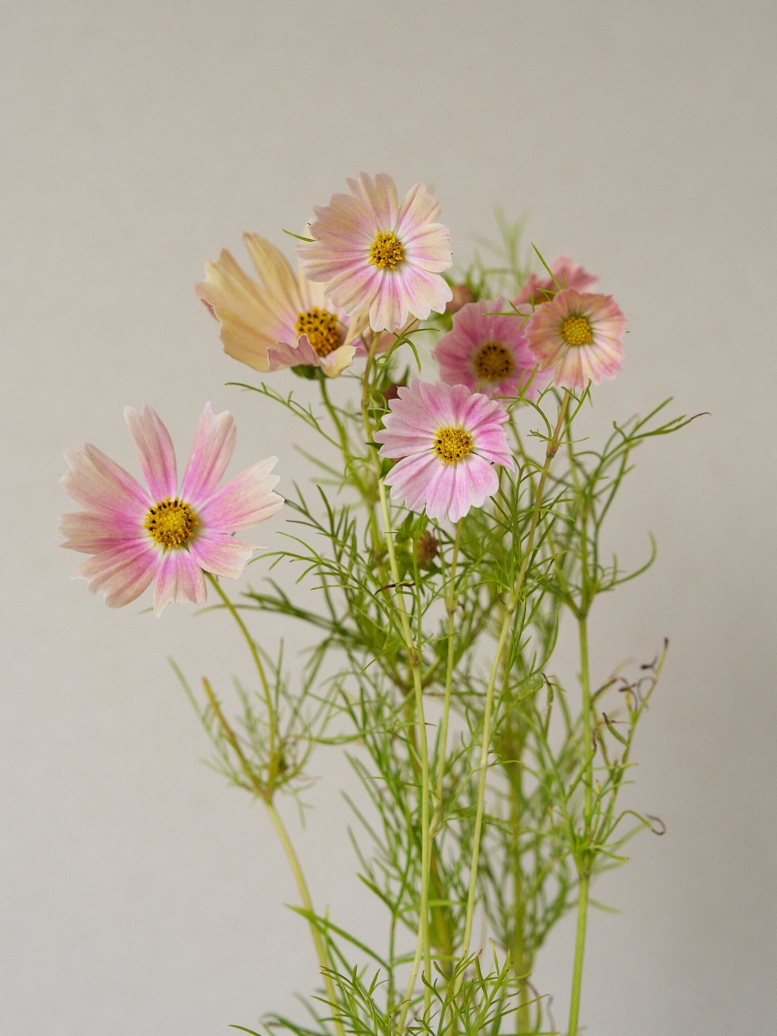 Stolt Kavaler 'Apricot Lemonade' Seed 