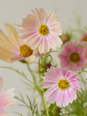 Stolt Kavaler 'Apricot Lemonade' Seed 