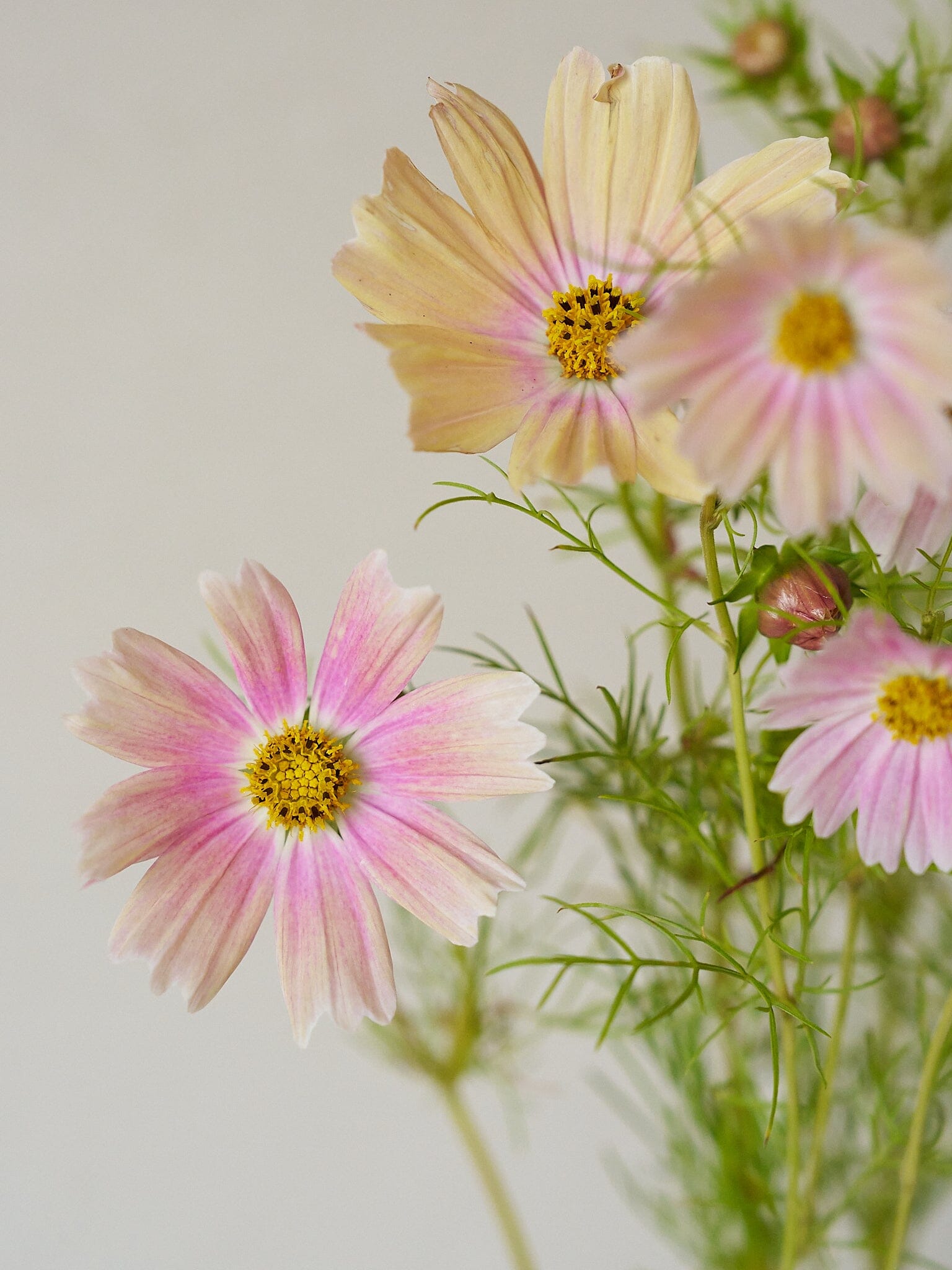 Stolt Kavaler 'Apricot Lemonade' Seed 