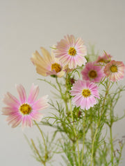 Stolt Kavaler 'Apricot Lemonade' Seed 