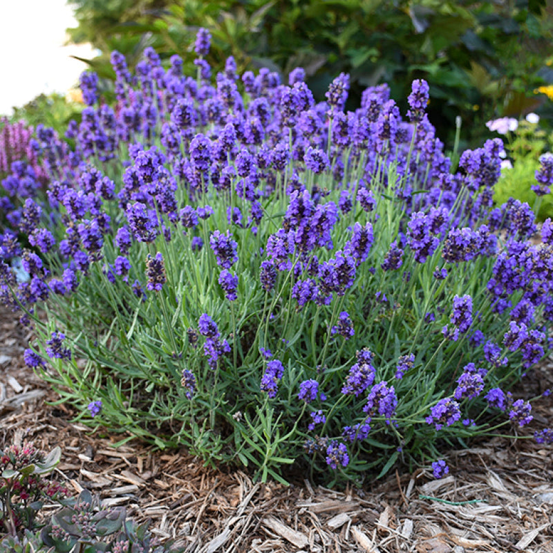 Sweet Romance Lavender has large purple blooms from early summer into fall
